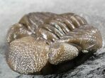 Wide, Enrolled Eldredgeops Trilobite - Ohio #55457-2